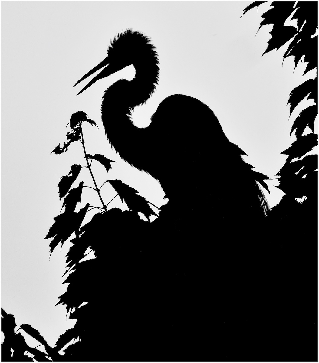 White Ginger Heron Silhouette Nature   Ornithological   Class A 20251022